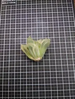 【新春キャンペーン】白蛇伝　カキ仔　特大のサムネイル
