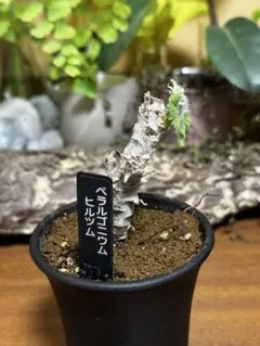 2026年最新】ペラルゴニュウムの人気アイテム - メルカリ