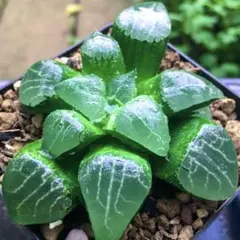 【激安】月影　コレクタ　美紋　透明窓　特網　高級　良株　美株　多肉植物のサムネイル