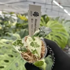 Mi__Na__To様 リクエスト 2点 まとめ商品