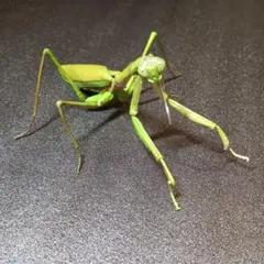 Item thumbnail for item 164305cd-c976-4efd-a6ed-6ebe388a8f9e