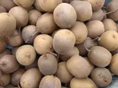 ⚡️ラストゴールド　産直採れたてフルーツゴールドキウイフルーツ約5kg 鳥取県