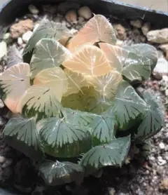 多肉植物　ハオルチア　虹オブツーサ錦　鮮明錦　陰陽錦