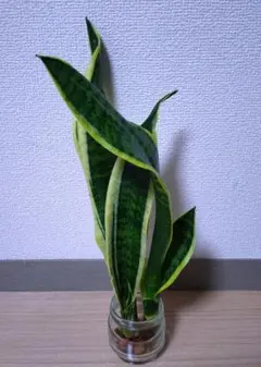 2026年最新】サンセベリアの人気アイテム - メルカリ