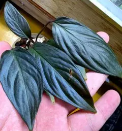 熱帯植物　ホマロメナ cf. アンスリオイデス　似スリ 熱帯植物 ホマロメナ cf. アンスリオイデス 似スリ - メルカリ