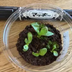 2026年最新】ビカクシダ アーバンリバーの人気アイテム - メルカリ