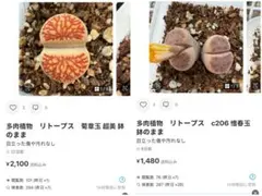 専用❤️同梱-50円水春様 リクエスト 2点 まとめ商品