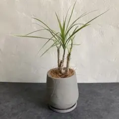 2025年最新】ドラセナ コンシンネの人気アイテム - メルカリ