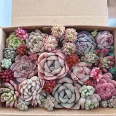 ゆうゆうメルカリ便　多肉植物　カット苗とセダム寄せ植えセット