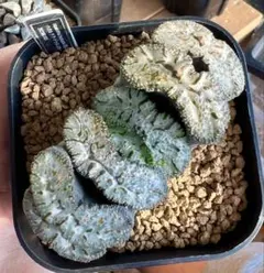 またぞう様 リクエスト 4点 まとめ商品