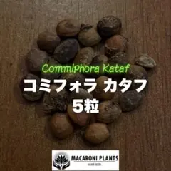 お*ん様 コミフォラ ピュア カタフ 超特大 スペシャル株 2025年最新】コミフォラカタフの人気アイテム - メルカリ