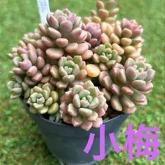 ❣️花火❣️現品 エケベリア 寄せ植え 多肉弁当 多肉植物 - メルカリ