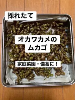 採れたて★お試しに★オカワカメのムカゴ　備蓄のサムネイル