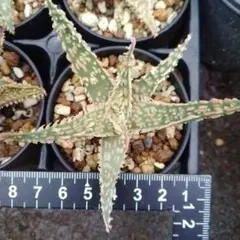 Aloe 'Lazurite' アロエハイブリッド - メルカリ