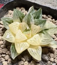 さ*ん様 多肉植物 ハオルチア 白荷オブツーサ錦 鮮明錦 極上斑 - メルカリ