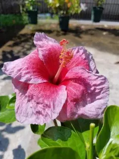 ハイビスカス レッドマジック 挿し木・枝 3本 南国/沖縄/花木/植物 