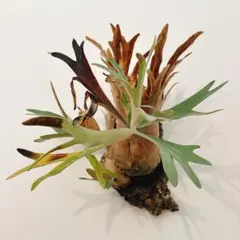 新品 エアープランツ 花芽付き でしたが花は終わり 流木は付きません