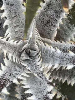 ディッキア Dyckia unknown ex. Bill Baker - メルカリ