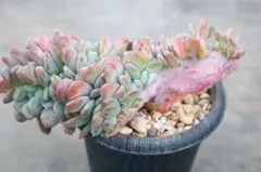 2026年最新】オレンジモンローの人気アイテム - メルカリ