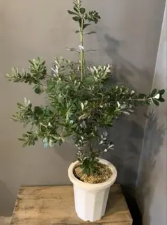 カリステモン ウィルダネスホワイト ブラシの木 2 - メルカリ