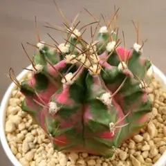 2026年最新】王冠竜の人気アイテム - メルカリ