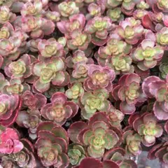 多肉植物　ドラゴンズブラッド　セダム　15本　カット❤️のサムネイル