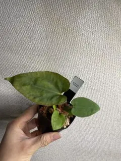 r*i様 Anthurium dressleri