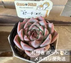 2026年最新】ファームパルクさん苗の人気アイテム - メルカリ