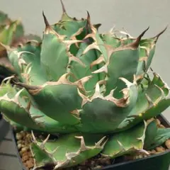 2025年最新】黒鯨 アガベの人気アイテム - メルカリ