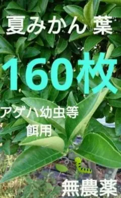 110 [농약 미사용] 여름 만다린 오렌지 잎 160 개, 제비꼬리 벌레 미끼 만다린 오렌지 잎