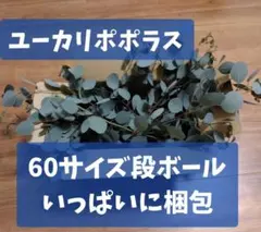 ユーカリポポラス フレッシュ 切り枝 80cmサイズいっぱい！！ - メルカリ