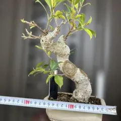 キンズ 石付き根上がり 唯一無二 - メルカリ