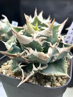 2026年最新】上澳園芸の人気アイテム - メルカリ