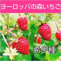 ☆ 레어 ☆ 추천 ☆ 프레이즈 드부아르 (야생 딸기) 30 포도 딸기