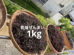 2026年最新】乾燥 ぜんまいの人気アイテム - メルカリ