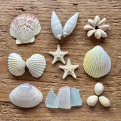 コブヒトデ★シーグラスなどのいろいろシェルセット　ハンドメイドに