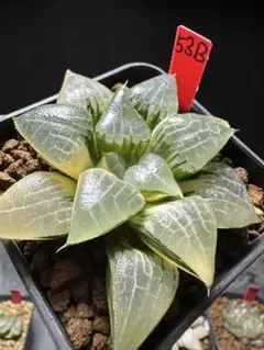 59b 多肉植物 ハオルチア オーロラ錦 自家繁殖 抜き苗発送 - メルカリ