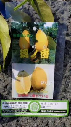 璃の香レモン 2年生 登録品種 - メルカリ