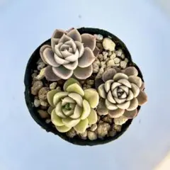 2026年最新】韓国苗多肉植物の人気アイテム - メルカリ