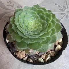 2026年最新】観葉植物 アエオニウムの人気アイテム - メルカリ