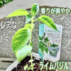 レアな　ライムバジル　苗　株分け　バジル　レモンバジル　より香りが強く　無農薬のサムネイル