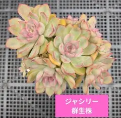 nekopoti様 リクエスト 2点 まとめ商品