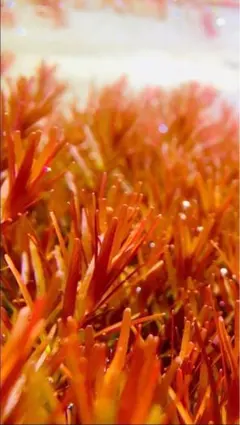 ヘビ様 リクエスト 2点 まとめ商品