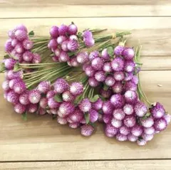 【大量SALE】厳選大粒★千日紅 バイカラー ドライフラワー★茎付き100本❗️