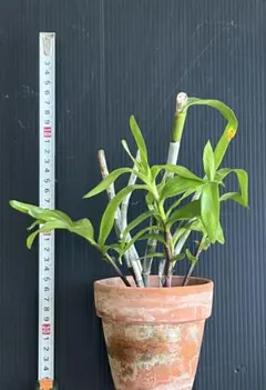 洋ラン　Den. moschatum（抜き苗）のサムネイル