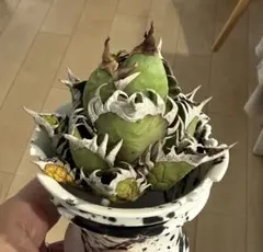 コレクション株　レッドキャット　大株　地獄猫　ゴリ猫　鉢付き コレクション株 レッドキャット 大株 地獄猫 ゴリ猫 鉢付き 2025