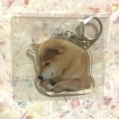 柴犬まる アクリルキーホルダー