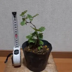 根上り半懸崖樹高4.5㎝　夜叉柄杓　ヤシャビシャク　ミニ　小品　盆栽　真柏　黒松 根上り半懸崖樹高4.5㎝ 夜叉柄杓 ヤシャビシャク ミニ 小品 盆栽