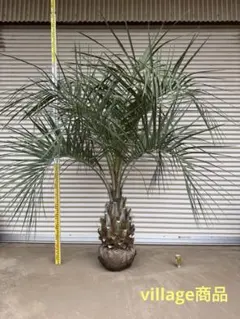 2026年最新】ココスヤシ シルバーリーフの人気アイテム - メルカリ