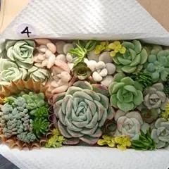 多肉植物　カット苗詰め合わせ　寄植え　多肉弁当　④
